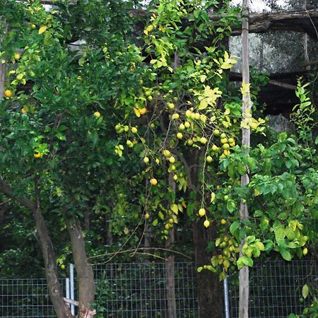 Sorrento Studios Lemons Hill Bilik gambar
