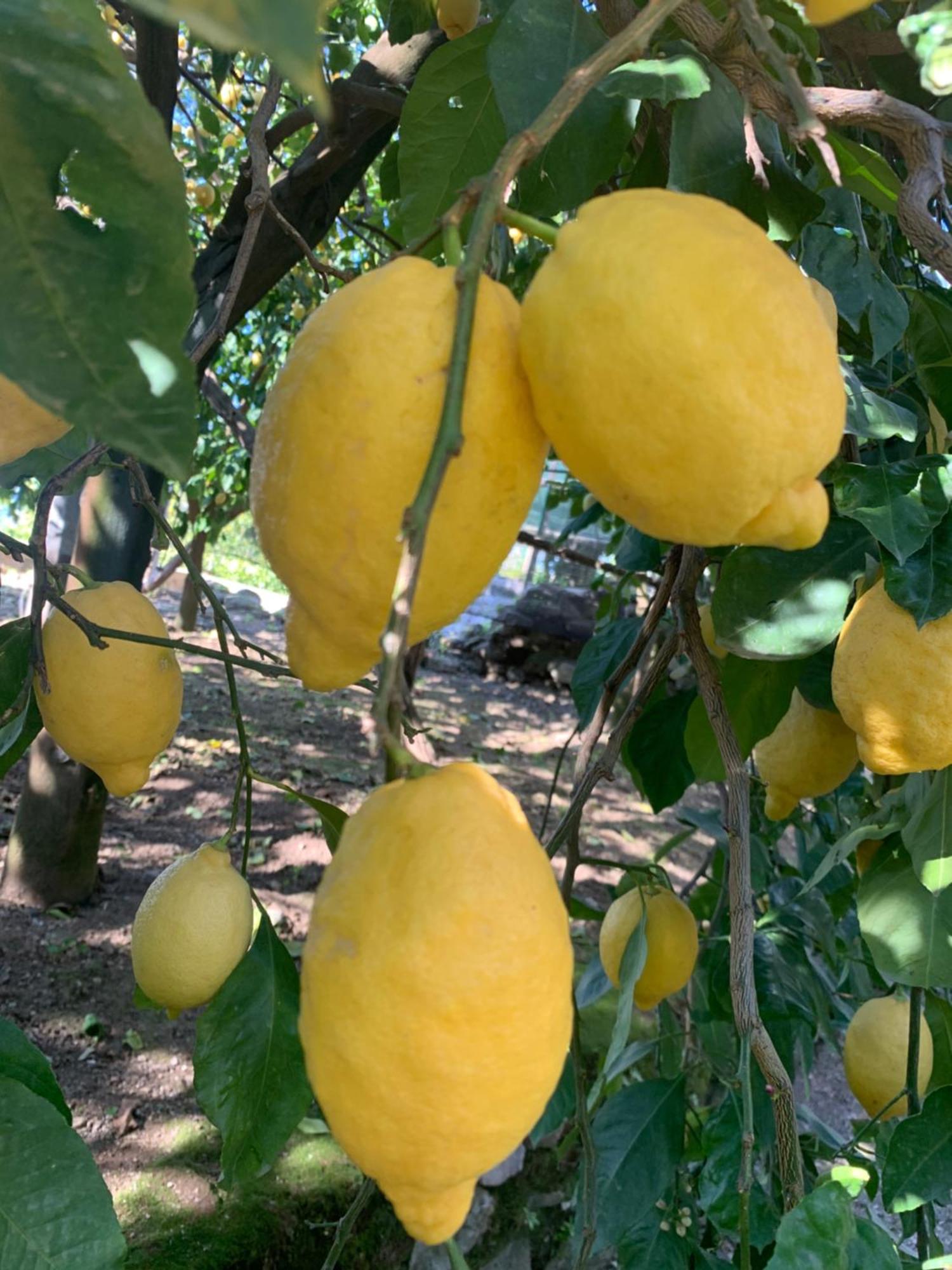 Sorrento Studios Lemons Hill Luaran gambar