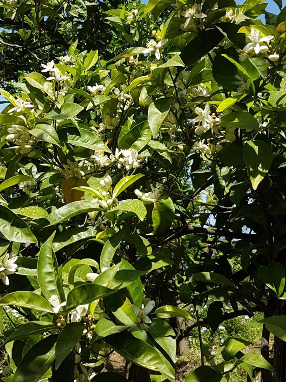 Sorrento Studios Lemons Hill Luaran gambar